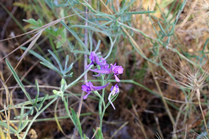 Che pianta �?- Delphinium sp.